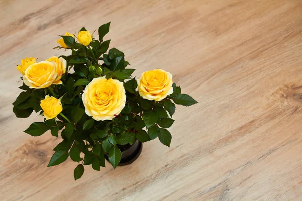 Yellow rose bush in a pot on a wooden floor. Home gardening. — Stock Photo, Image