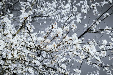 Çiçekli beyaz çiçekli dallar gökyüzüne karşı kiraz çiçekleri.