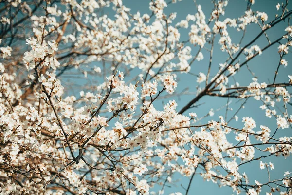 Ramos Com Flores Brancas Uma Cereja Florescente Contra Céu — Fotografia de Stock