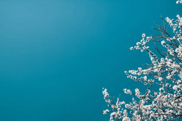 Ramos Com Flores Brancas Cereja Florescendo Fundo Céu Azul Turquesa — Fotografia de Stock