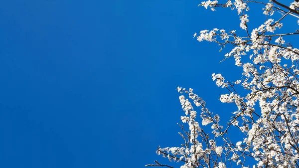 Zweige Mit Weißen Blüten Blühender Kirschen Vor Blauem Himmel Hintergrund — Stockfoto