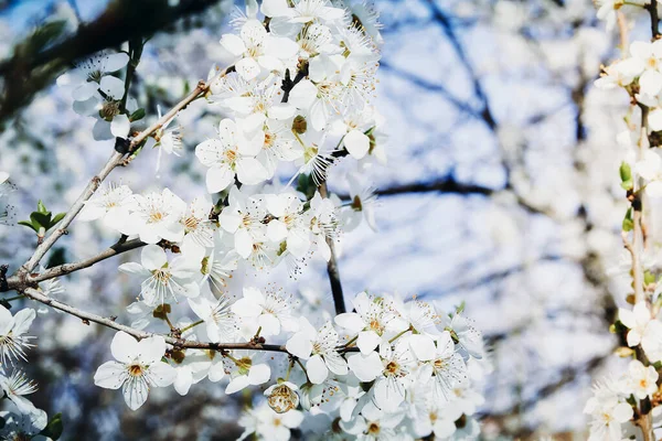 Feche Ramos Com Flores Brancas Uma Árvore Cereja Florescente Fundo — Fotografia de Stock