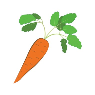 Beyaz arka planda turuncu havuç izole edilmiş. Sağlıklı beslenme için simge.