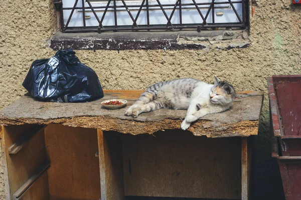 Obdachlose Katze Auf Einem Alten Tisch Neben Einem Teller Mit — Stockfoto