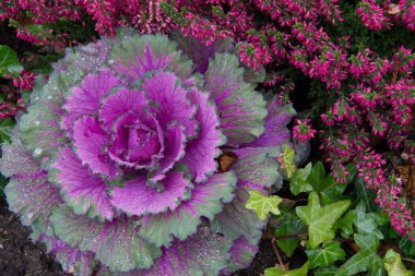 Dekoratif mor lahana. Sonbaharda çok güzel çiçek açar ve çiçeklerle süslenir. Brassica oleracea var. asephala yakın plan.