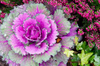 Dekoratif mor lahana. Sonbaharda çok güzel çiçek açar ve çiçeklerle süslenir. Brassica oleracea var. asephala yakın plan.