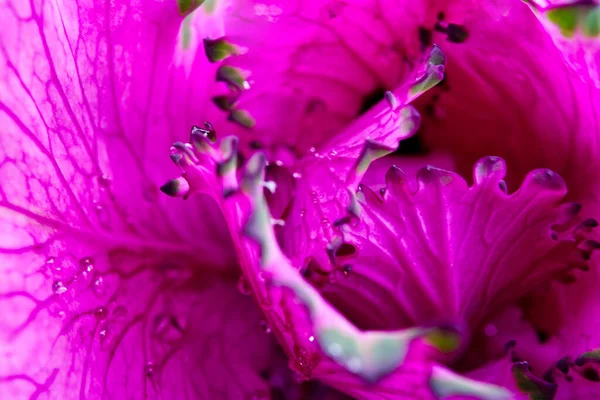 Zierkohl. blüht im Herbst sehr schön und schmückt Blumenbeete. brassica oleracea var. Akephala-Makro — Stockfoto