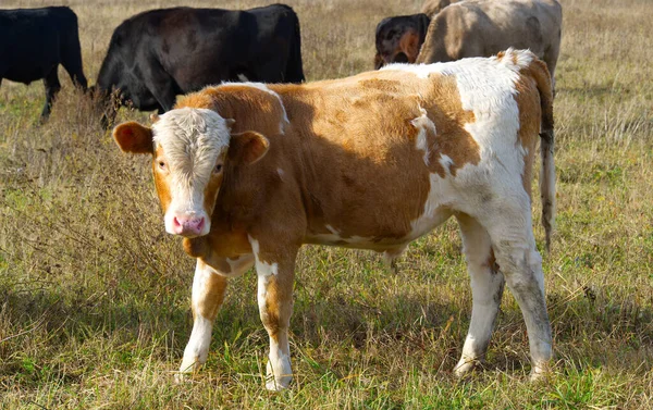 Kalven av en ung tjur går på fältet. närbild. Anmärkningar — Stockfoto