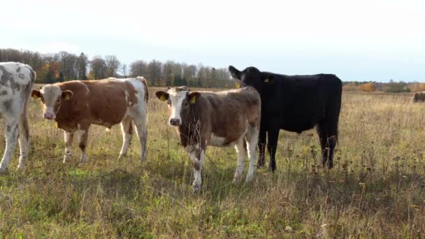 Een beige koe wandelt in de herfstweide en geniet van de laatste zonnige dagen, close up foto 's — Stockvideo