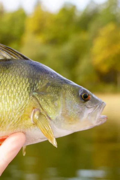 Perche européenne en gros plan sur un fond de forêt et de mer, lac, rivière. Perca fluviatilis — Photo