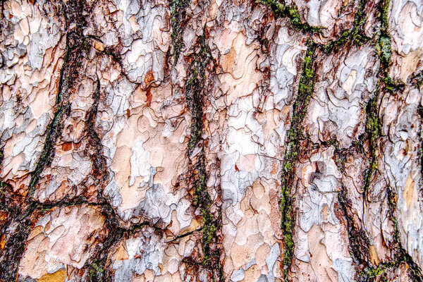 pine bark, close up can be used as texture or background.
