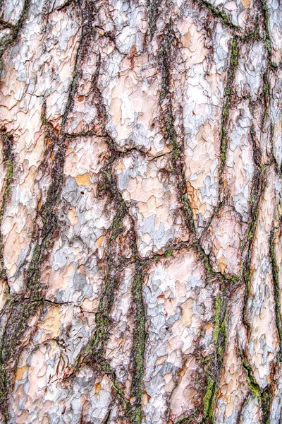 Corteza de pino, primer plano se puede utilizar como textura o fondo . — Foto de Stock