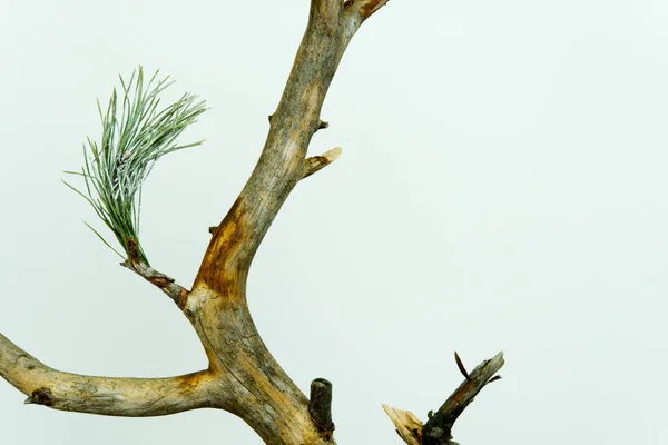 Modern Christmas. human footprint in ecology. So the Christmas tree can look out if we do not follow the ecology. dried Christmas tree with toys on a white background. with copy space — Stock Photo, Image