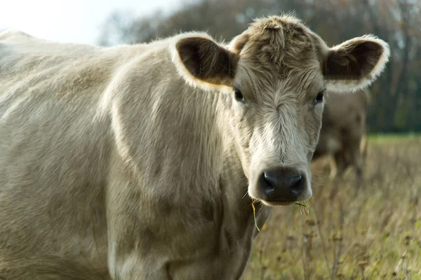 En beige ko går på höstängen och njuter av de sista soliga dagarna, närbilder — Stockfoto