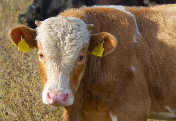 Kalven av en ung tjur går på fältet. närbild. Anmärkningar — Stockfoto