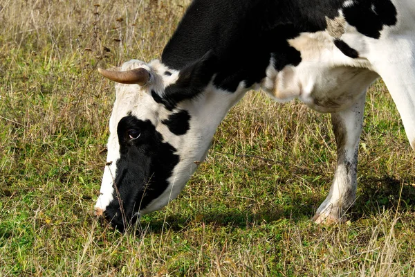 Svart och vit ko äter gräs på en fri betesmark — Stockfoto