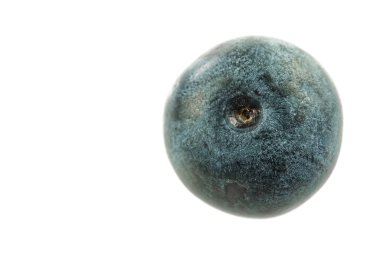 Beyaz arka planda izole edilmiş taze yaban mersini. Yakın çekim