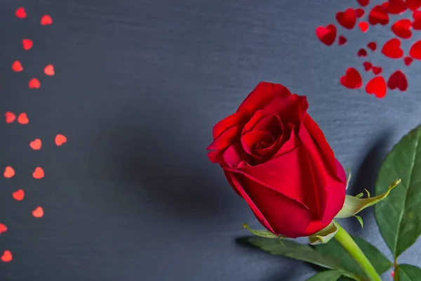 Beautiful single rose on dark grey background with hearts. The concept of st valentine's day, Mother's Day, March 8. — Stock Photo, Image