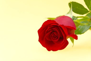 Açık sarı arkaplanda güzel kırmızı bir gül. Sevgililer Günü konsepti, Anneler Günü, 8 Mart.