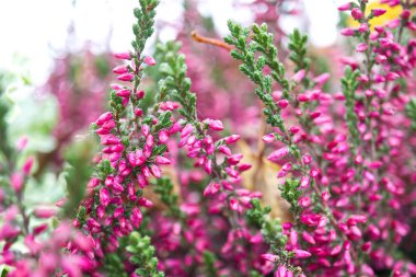 Heather 'ın güzel pembe çiçekleri - calluna vulgaris, yakın plan, makro fotoğraf