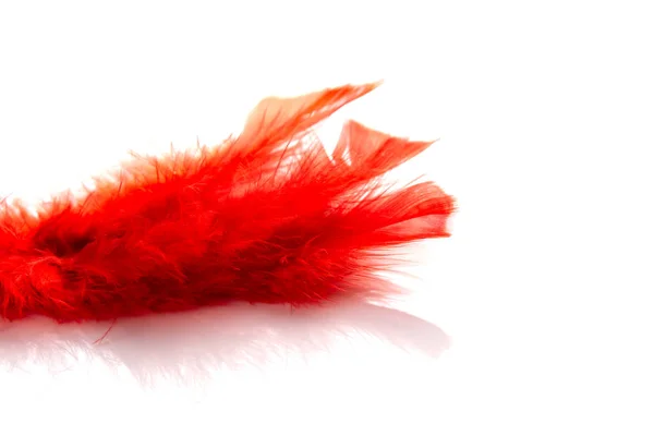 Beautiful red feather isolated on white background with shadow — Stock Photo, Image
