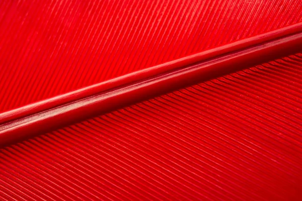 Un beau fond abstrait de plumes de rouge. Macro shoot pour texture . — Photo