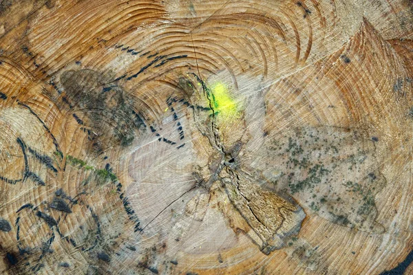 De structuur van de gekapte boomstammen. Schiet van dichtbij. houtindustrie — Stockfoto