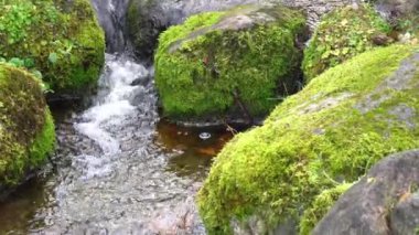 Scenic landscape with clear water stream among thick moss and lush vegetation. Mountain creek on mossy slope with fresh greenery and many small flowers. Colorful scenery with rich alpine flora.