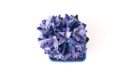 Mavi sümbül beyazda izole edilmiş.