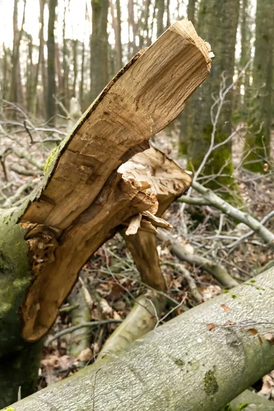 Storm damage. trees in the forest after a storm.