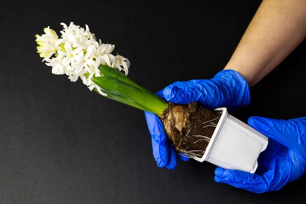 Hyacinth putih. Tangan perempuan dalam sarung tangan biru mentransplantasi bunga putih dari wadah plastik ke dalam panci tanah liat — Stok Foto