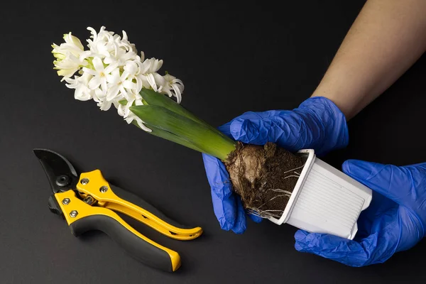 Hyacinth putih. Tangan perempuan dalam sarung tangan biru mentransplantasi bunga putih dari wadah plastik ke dalam panci tanah liat — Stok Foto
