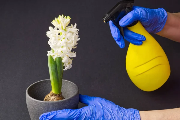 Hyacinth putih. Tangan perempuan dalam sarung tangan biru mentransplantasi bunga putih dari wadah plastik ke dalam panci tanah liat — Stok Foto