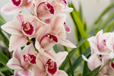 Cymbidium veya tekne orkidesi. Filipinlerin orkideleri.