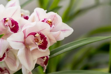 Cymbidium veya tekne orkidesi. Filipinlerin orkideleri.
