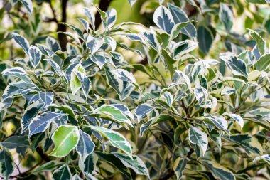Cornus tartışmalı bir çeşitlilik ağacı. Süslü ağacı kapat.