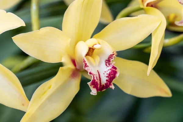 Phaius Orchid. Beautiful yellow orchid blooming close up view Phaius tankervilleae nature background.