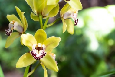 Sarı Cymbidium orkideleri, yaygın olarak tekne orkideleri olarak bilinir.