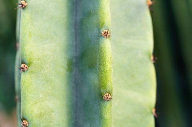 İlüstrasyon ya da arka plan için kaktüs kapat
