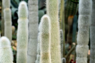 Kliistocactus strausii, genellikle gümüş meşale veya yün meşale olarak bilinir, Kaktaceae familyasından bir kaktüstür..
