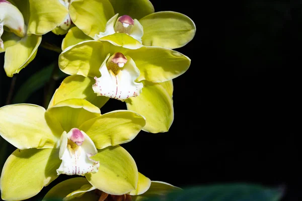 Žluté cymbidium orchideje, běžně známé jako orchideje — Stock fotografie