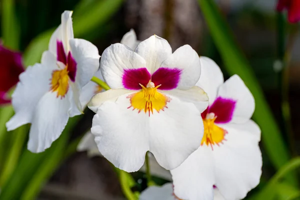 Vacker penstig orkidé. Miltonia orkidéer närbild. — Stockfoto