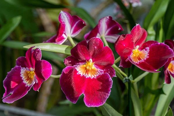 Miltonia Stok Foto, Miltonia Gambar Bebas Royalti | Depositphotos