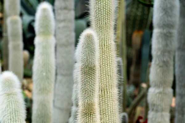 Cleistocactus strausii, obecně známý jako stříbrná pochodeň nebo vlněná pochodeň, je trvalý kaktus čeledi Kaktusovitých. — Stock fotografie