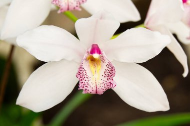 Cattleya labiata ya da Cattleya, Cattleya familyasından bir sığır türü. Cattleya orkideleri