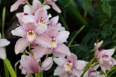 Cymbidium veya tekne orkidesi. Filipinlerin orkideleri.