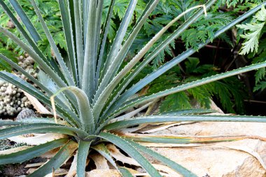 Bahçedeki Aloe Bitkileri. Aloe vera bitkisi dışarıda.
