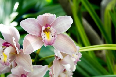 Cymbidium veya tekne orkidesi. Filipinlerin orkideleri.