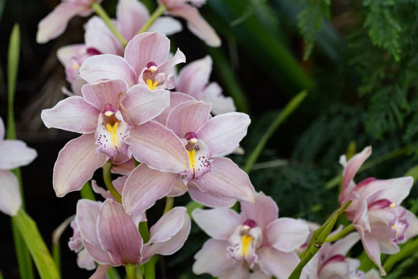 Cymbidium veya tekne orkidesi. Filipinlerin orkideleri.