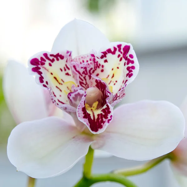 Λευκές ορχιδέες Cymbidium, κοινώς γνωστές ως ορχιδέες βάρκας — Φωτογραφία Αρχείου